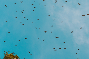 Έρευνα: Οι νυχτερίδες μπορούν να προβλέψουν το μέλλον