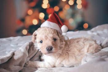 "Raise the Woof": Το πρώτο Χριστουγεννιάτικο τραγούδι για σκύλους είναι γεγονός