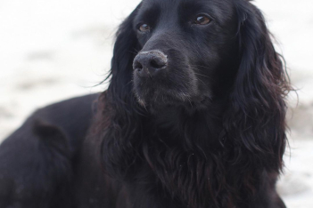 Lupo: Η ιστορία πίσω από τον βασιλικό σκύλο που σημάδεψε με την απώλειά του τον πρίγκιπα William και την Kate Middleton 