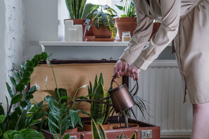 plants