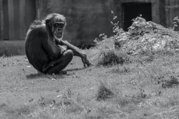 Η στιγμή που ετοιμοθάνατος χιμπατζής αναγνωρίζει τον άνθρωπο που τον μεγάλωσε
