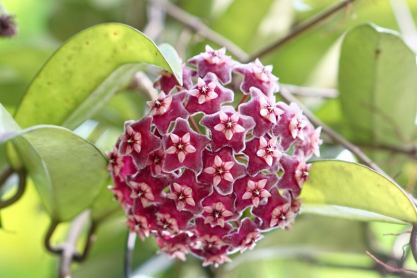 Hoya Plant: Η φυτομόδα που έγινε μανία