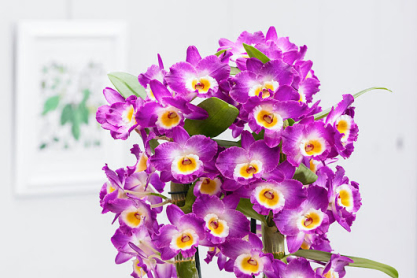 Dendrobium nobile Akatsuki: H πιο πασχαλινή ορχιδέα