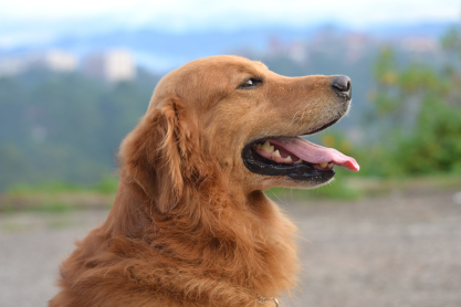 comfort dog