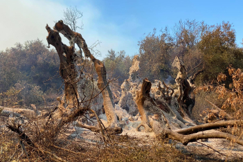 «Νύμφη»: Η 2.500 χρόνων Ελιά που κάηκε στις φωτιές στην Εύβοια