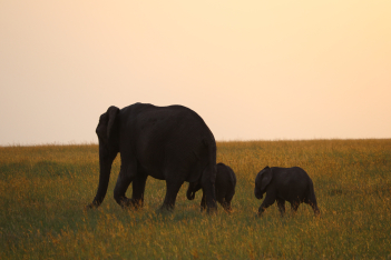Τα καλά νέα της ημέρας: Στη Sri Lanka γεννήθηκαν δίδυμα ελεφαντάκια μετά από 80 χρόνια