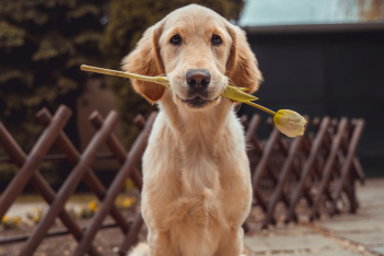 10 αξιαγάπητες ράτσες σκύλων που ζουν τα περισσότερα χρόνια