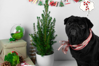 Φέτος μπορείς να αγοράσεις χριστουγεννιάτικο δέντρο και μετά τις γιορτές να το φυτέψεις στις πυρόπληκτες περιοχές