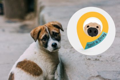 Spot A Stray: Η πρώτη εφαρμογή που εντοπίζει αδέσποτα και χαμένα σκυλάκια είναι ελληνική
