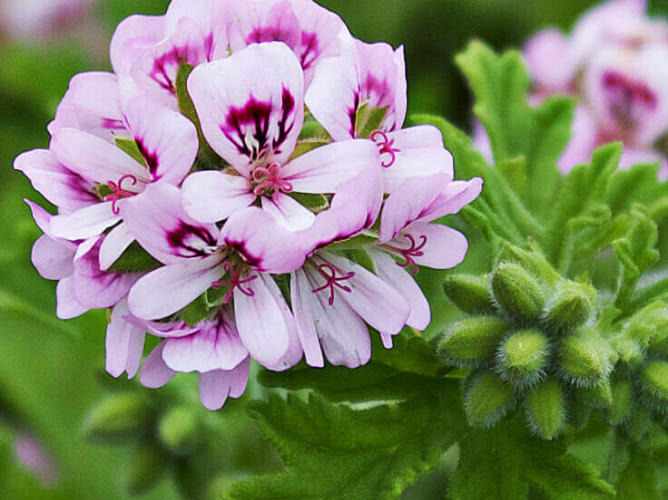 Αρμπαρόριζα: Ένα έντονα αρωματικό και εύκολο φυτό