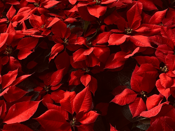 Αλεξανδρινό: Η ιστορία πίσω από το διάσημο φυτό των Χριστουγέννων και πώς να το φροντίσεις