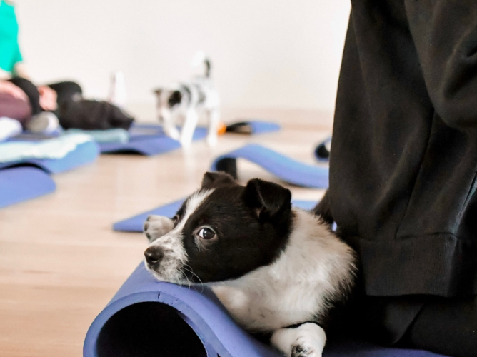 Puppy Yoga